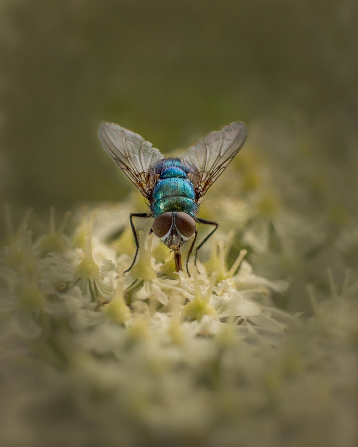 Bluebottle ~ Jackie Ayres